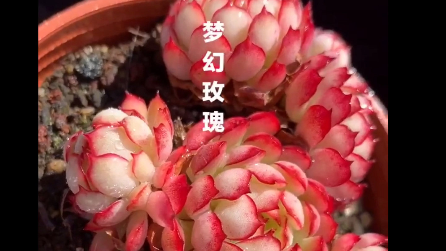 容易出状态,颜色漂亮还易群生爆盆的10种多肉植物