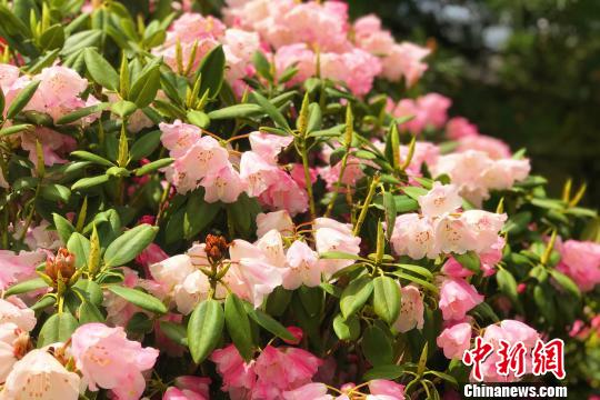 安徽省花