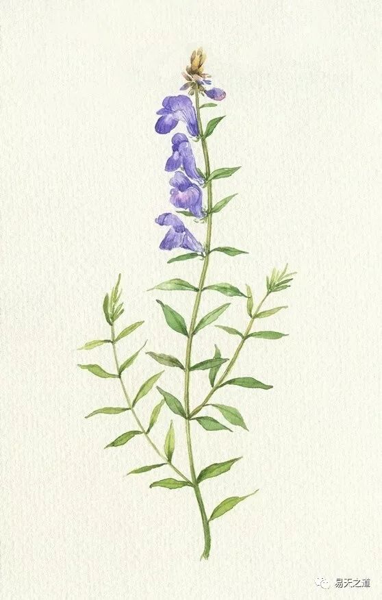 黄芩:花开高贵紫,根乃神奇药