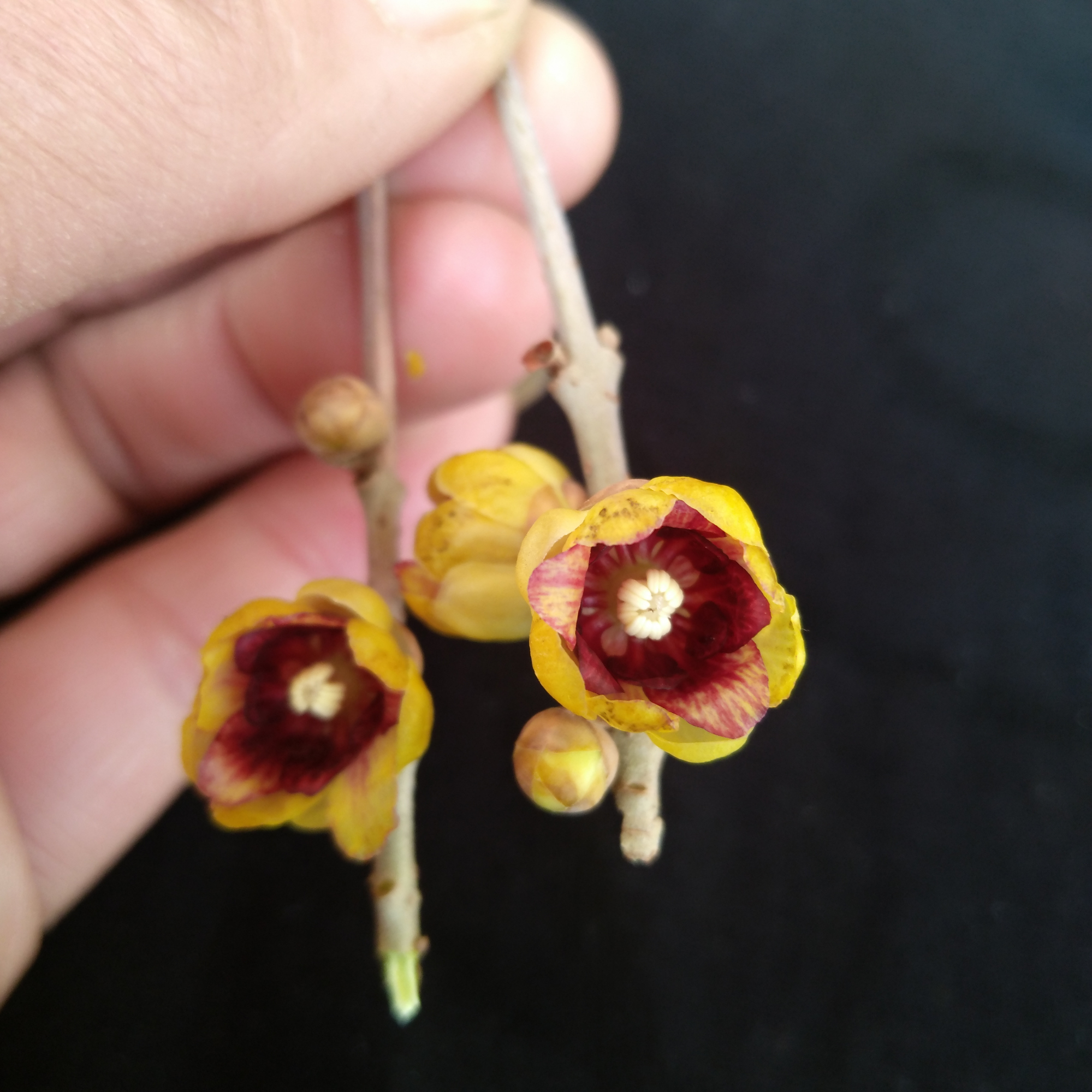 腊梅怎么嫁接 - 2020年最新商品信息聚合专区 - 百度爱采购