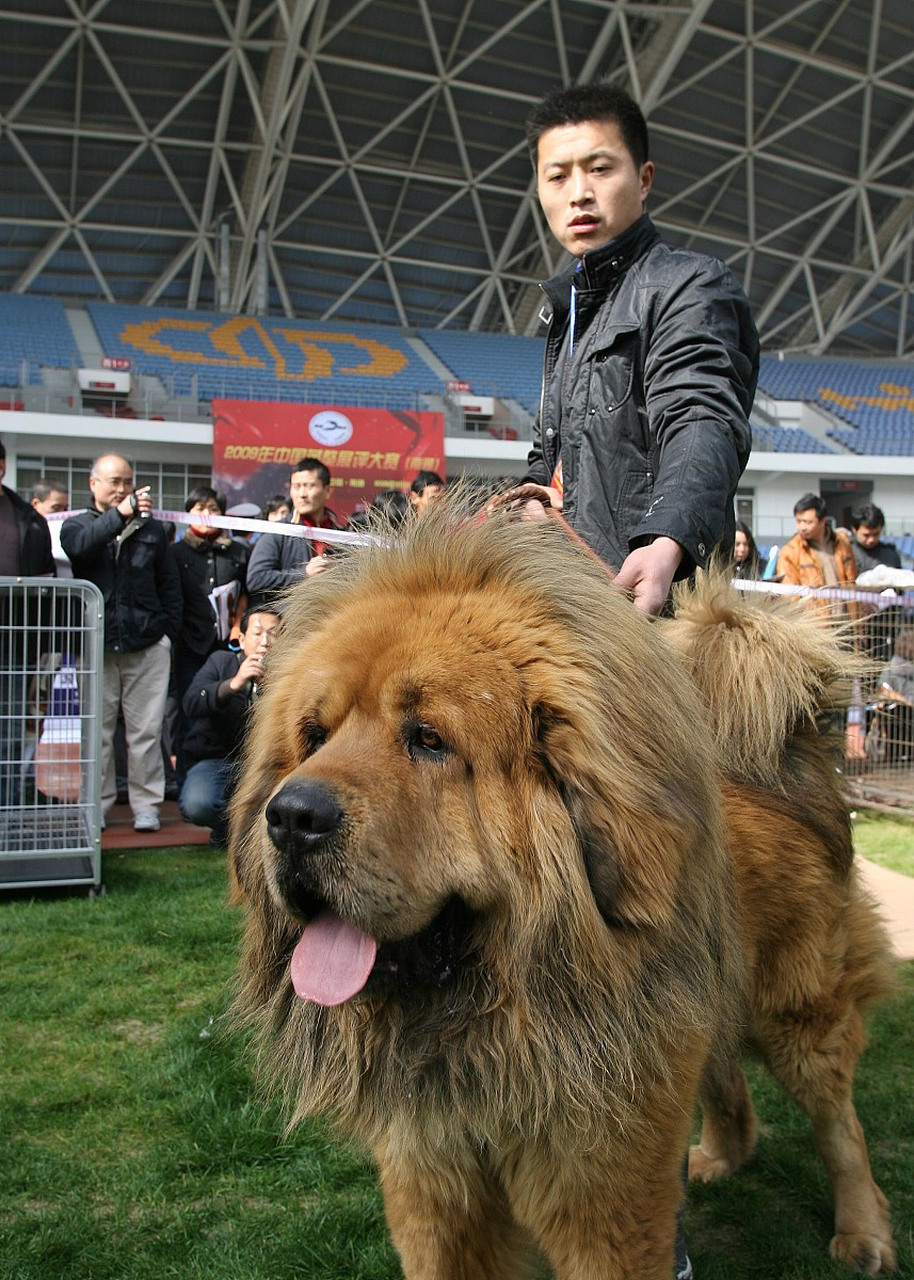 藏獒图片和价格图片