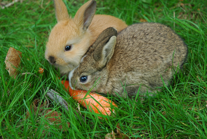你喂兔子哪些食物了呢?欢迎在评论区留言,和我们.一起分享吧!