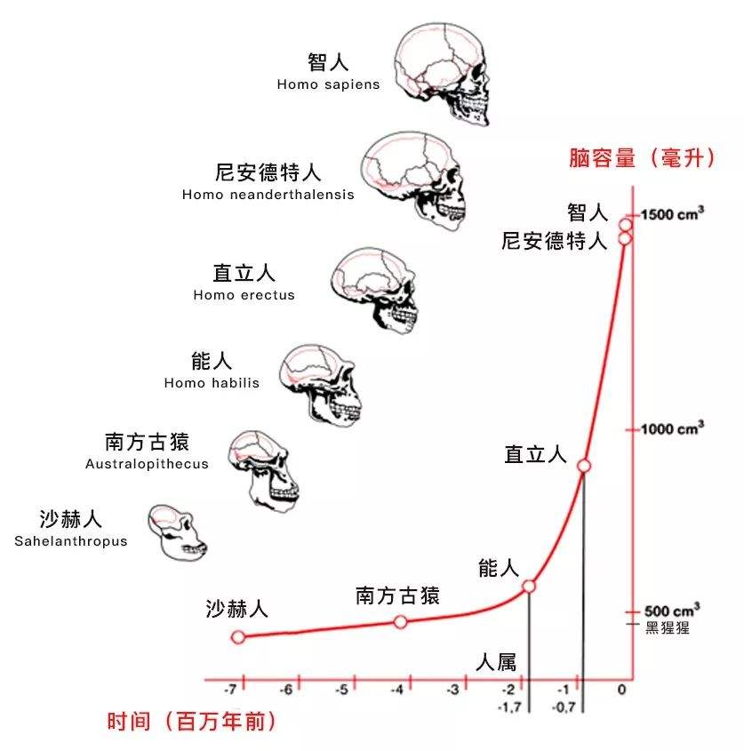 人类大脑为什么在进化过程中要一直保持增长?