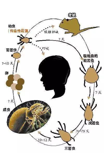 紧急提醒:恙虫病进入高发期 高烧不退应及时就医