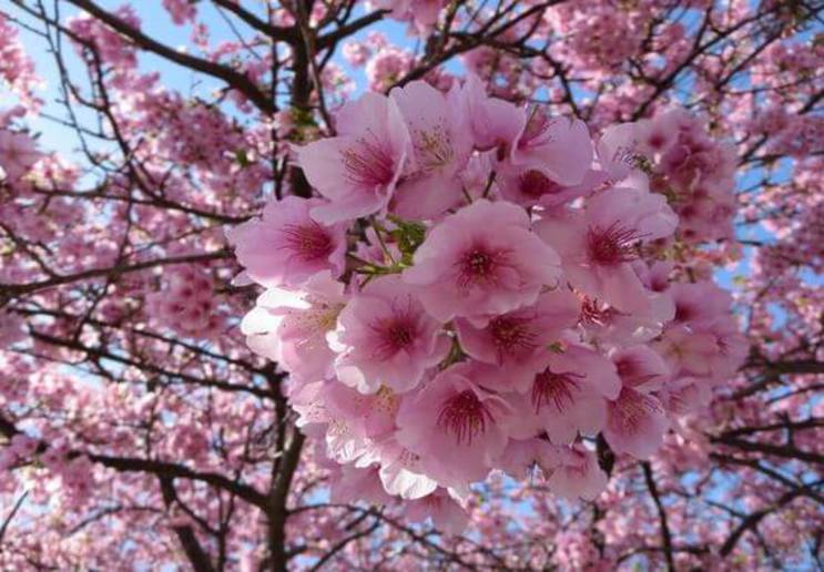 樱花视为日本的国花,它的功效和作用,你真的知道吗?