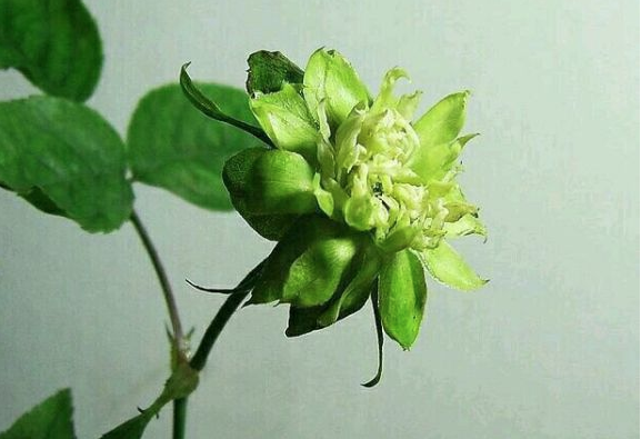 这5种绿色花,各个都是珍品,见过的人不多