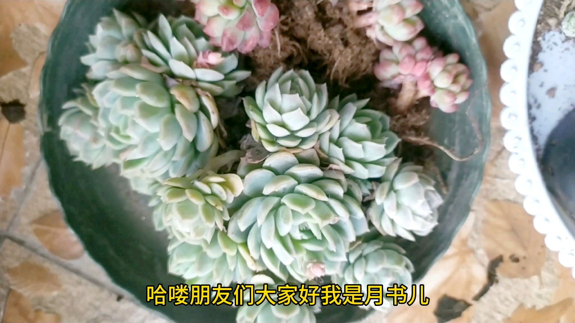 春天来了正是种多肉的好时节,没有种多肉工具,这个小工具用起来