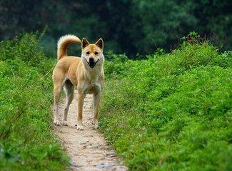 不受宠的中华田园犬,在美国主人的教导下,获得美国
