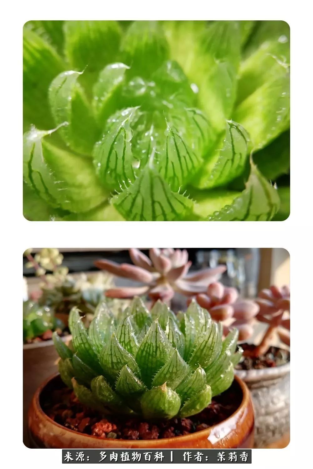 樱水晶,一直不会养玉露,这颗还好被我养得好好的