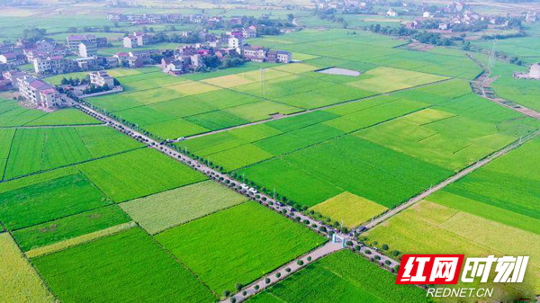 衡东县大浦镇堰桥村连片稻田.