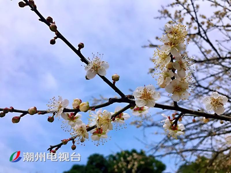 潮州饶平梅花迎来最美花期,周末赏花走起