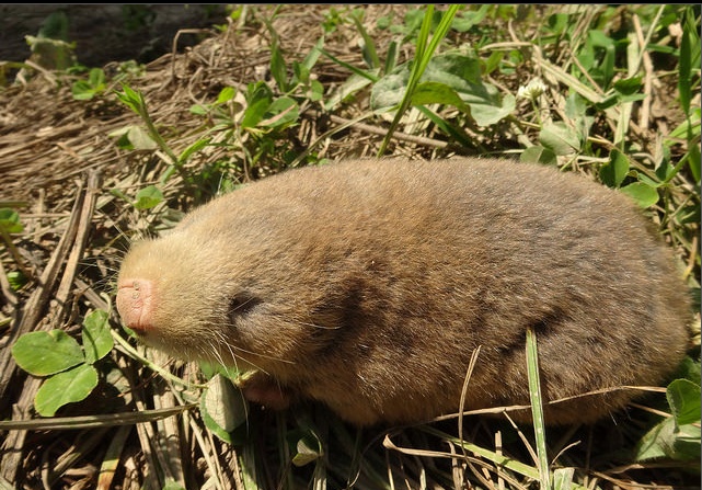 你真的了解阿尔泰鼢鼠吗?给大家科普一下