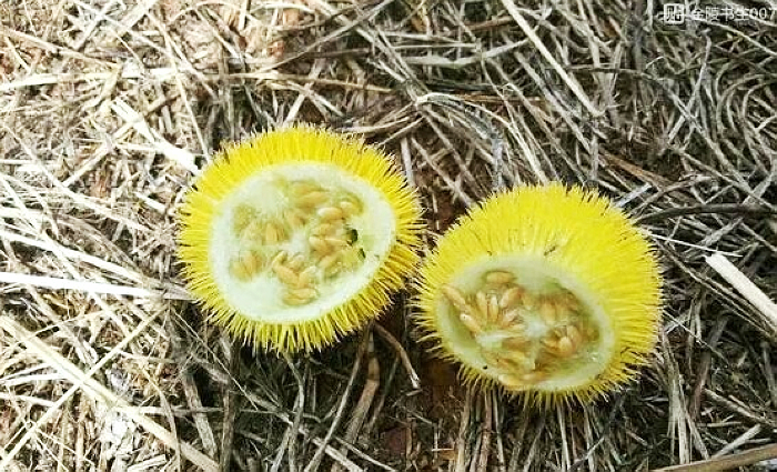 农村一种"酸溜溜"野果,浑身是刺,过去当零食吃如今价值珍贵