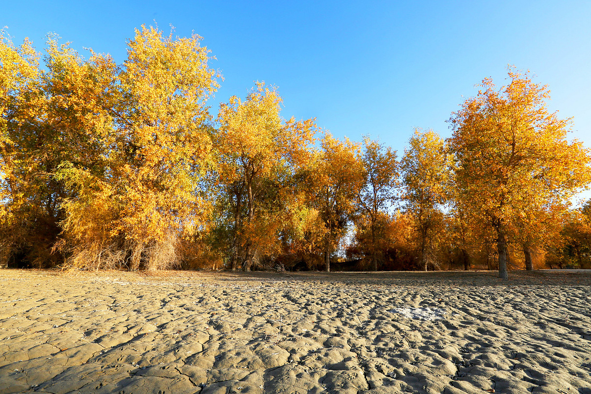 新疆轮台塔里木胡杨林公园是世界上唯一的沙漠胡杨林公园,位于新疆