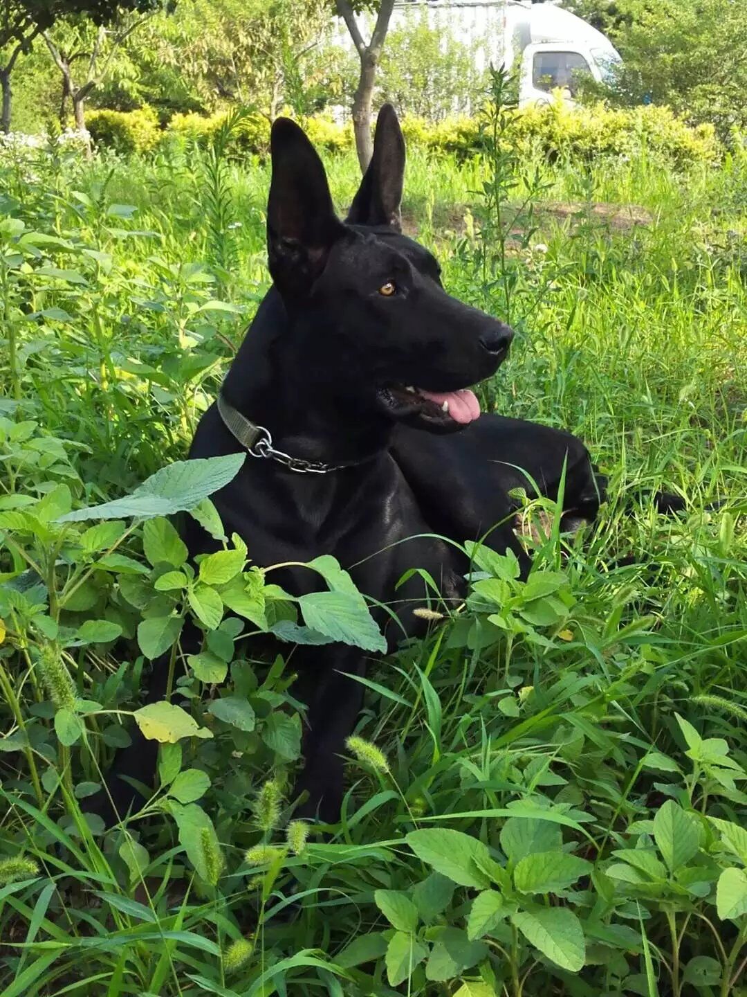 黑狼犬和土狗串串图片图片