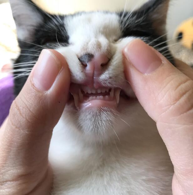 给猫咪检查牙齿 龇牙裂嘴的样子实在太搞笑了