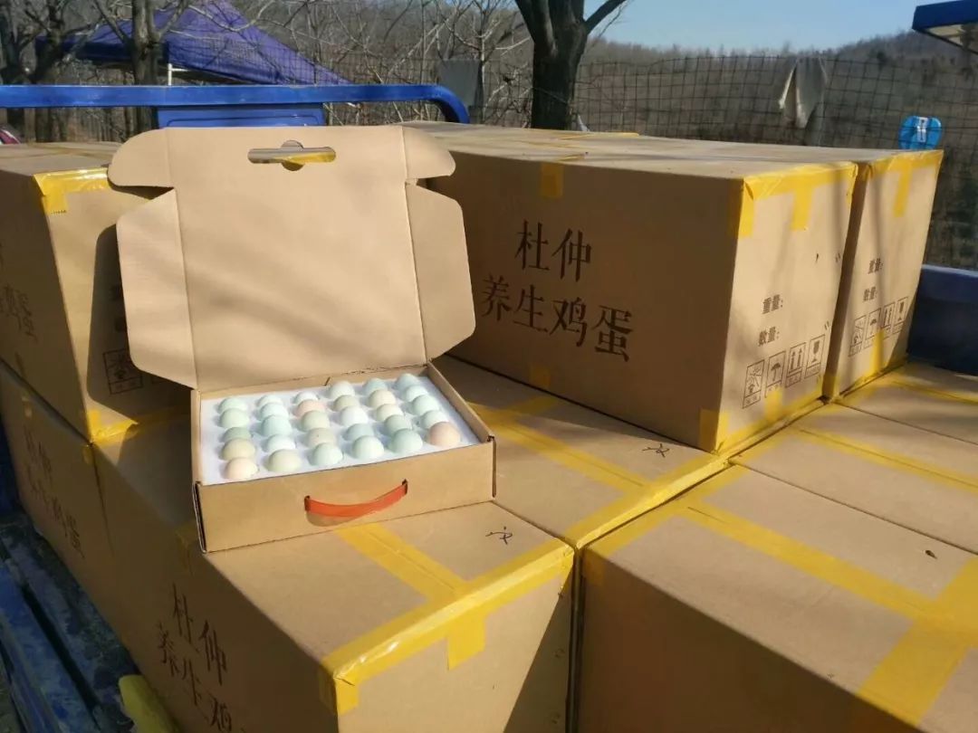 三门峡基地产蛋率不错,销售也很劲爆,杜仲养生土鸡蛋每天都会从这里发