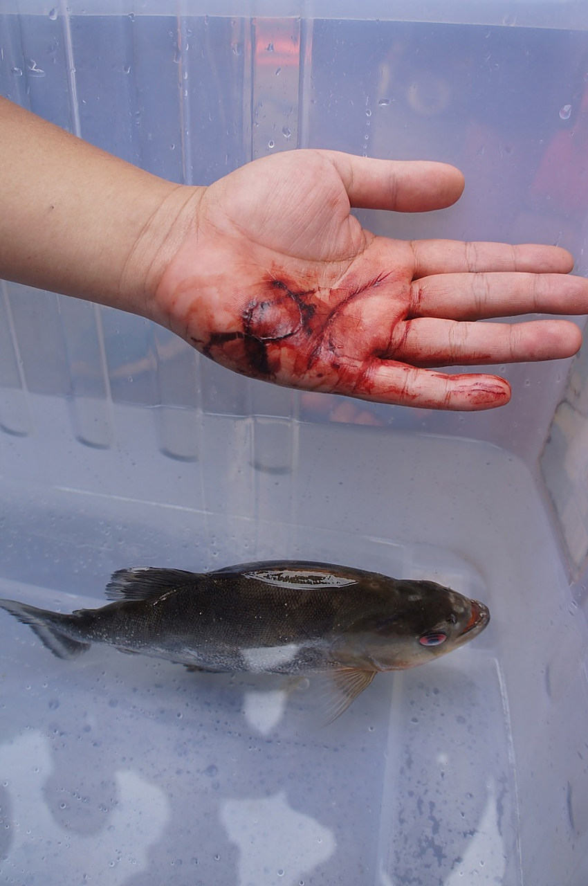 食人鲳属于风险性较大的外来物种,一旦在入侵地建立种群,即成为水域
