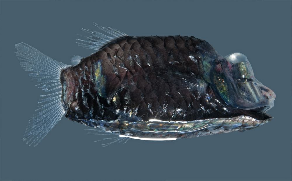 管眼鱼透明头部真相你知道吗