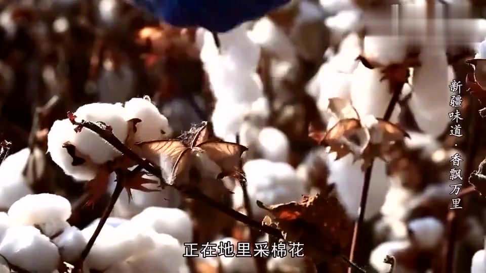 舌尖上的新疆 香飘万里的美食_高清