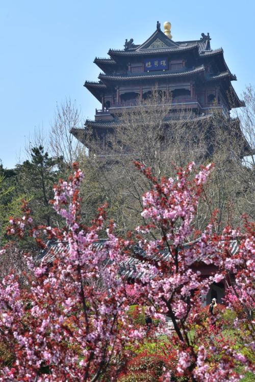 威海赏花好去处图片