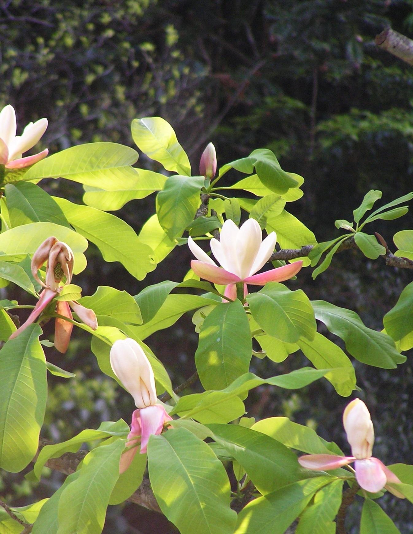 凹叶厚朴你了解吗?看看这些再说话