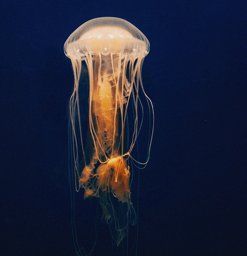 水母一般都是生活在海里的,但是现在的发展水平也是进步得很快的,以前