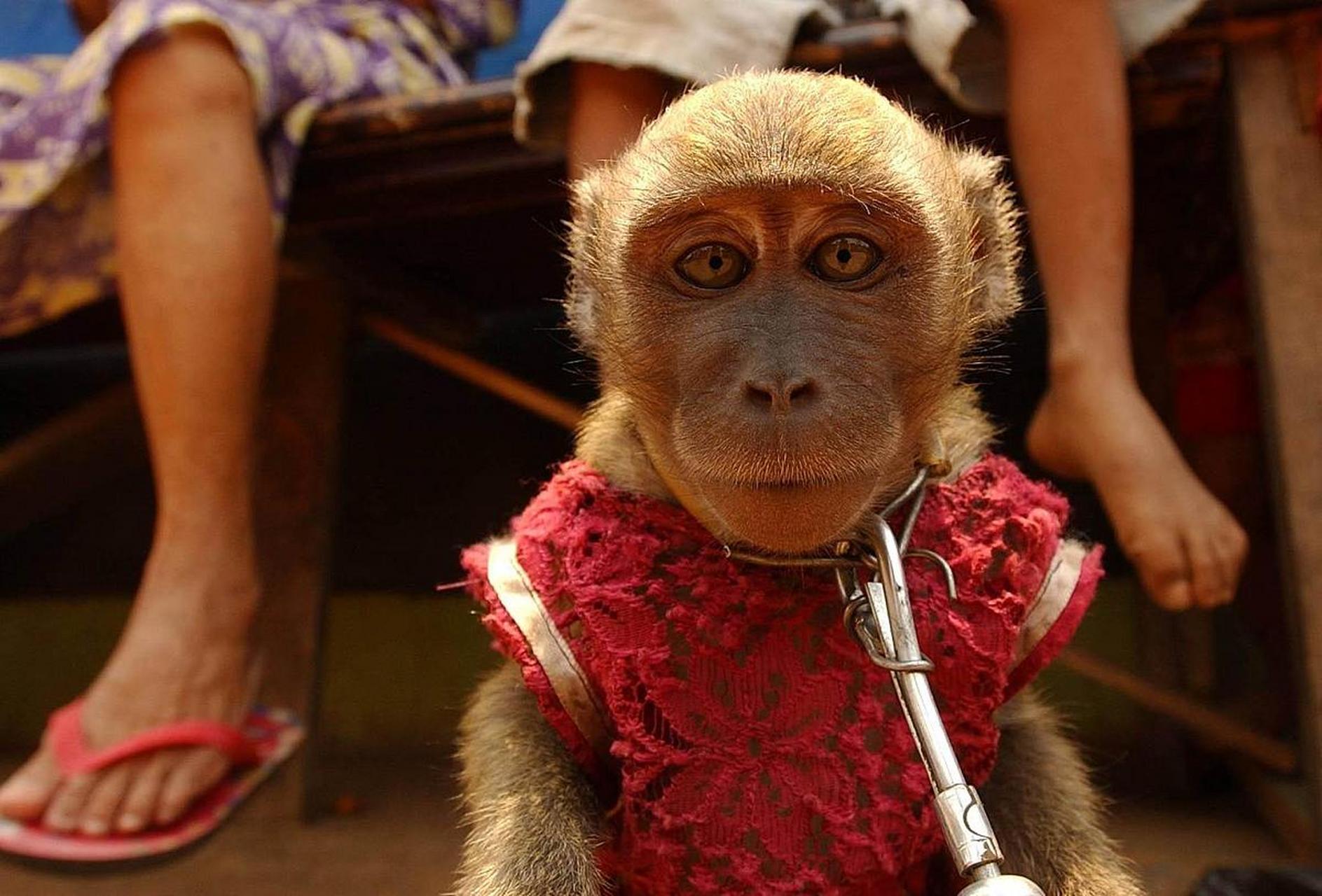 这只网红猴在水果摊零元购并路过消防队,被网友称为芭娜娜.