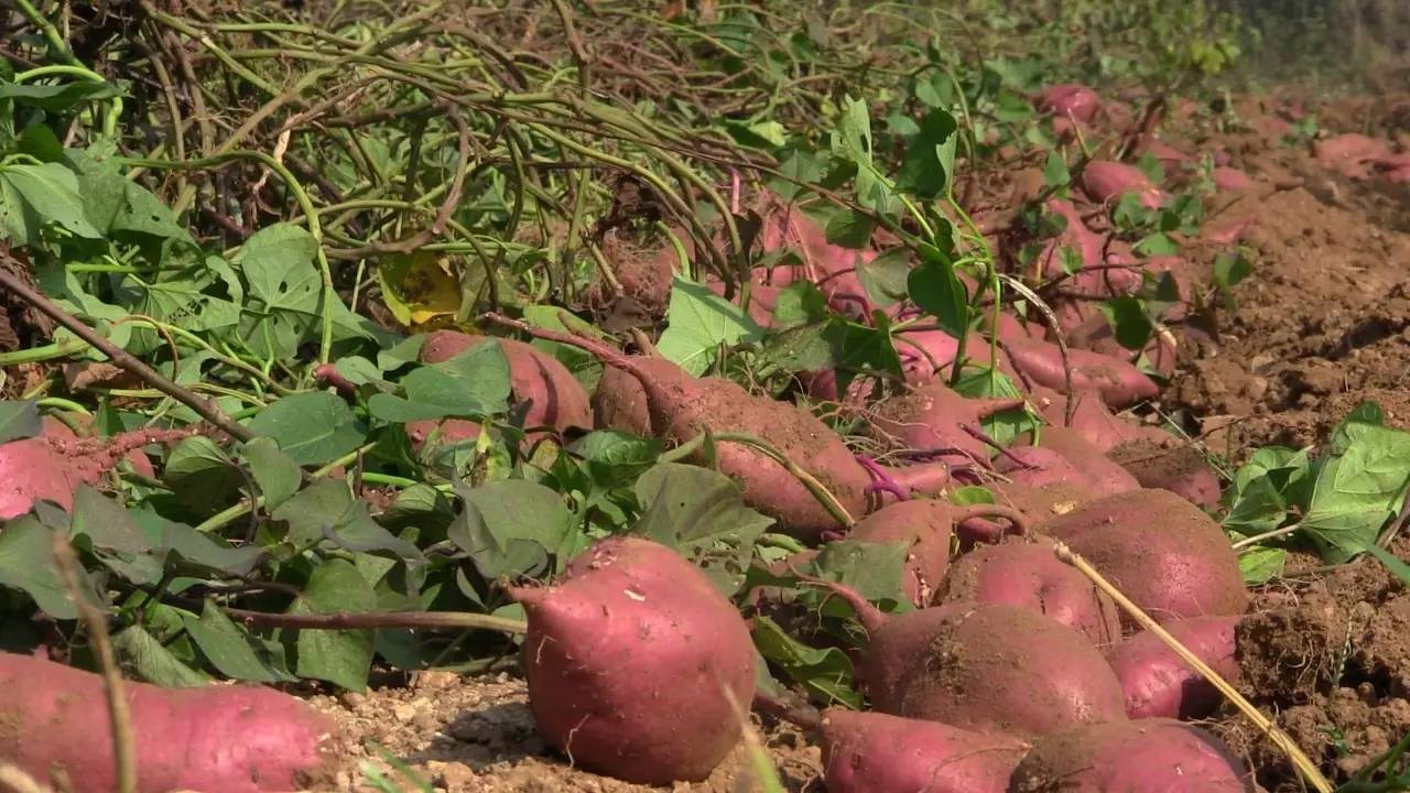 明朝时期,他不远万里"偷"回一新物种,使国内人口直线式上涨