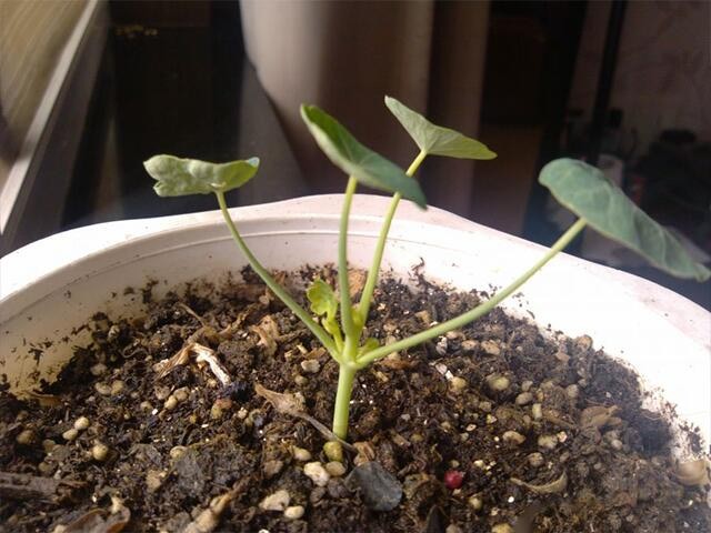 旱金莲的幼苗移栽完成后,应尽早的移到光线明亮的地方,再逐步移到