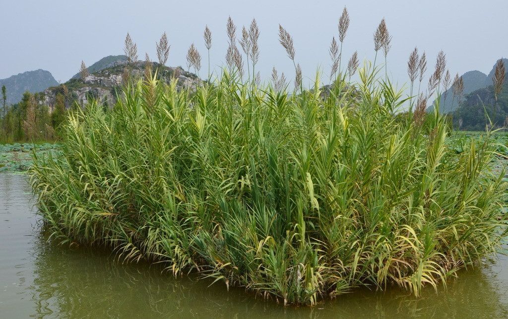 美貌与内涵兼备的蒹葭,怎么能被认为是低贱的水草呢?