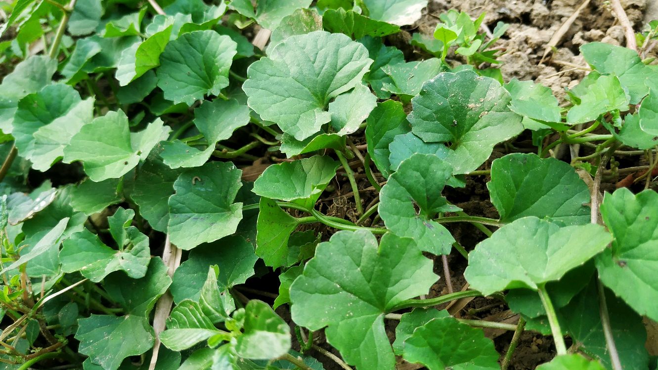 农村常见的野菜雷公根,煲汤煲凉茶煎蛋凉拌非常美味,你吃过吗?