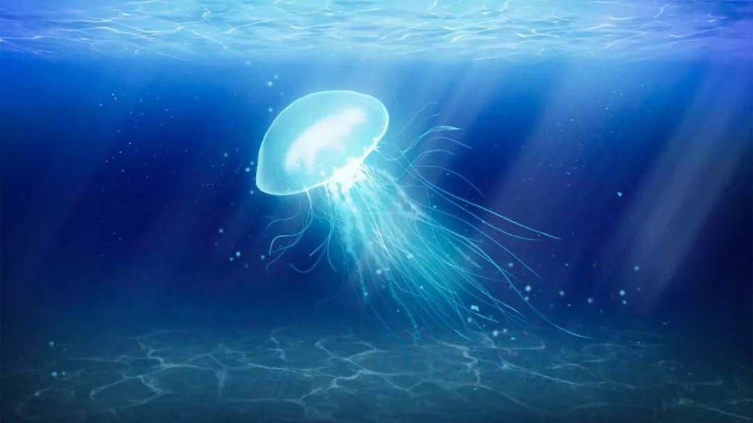 动物图腾:水母象征(心灵的光芒)