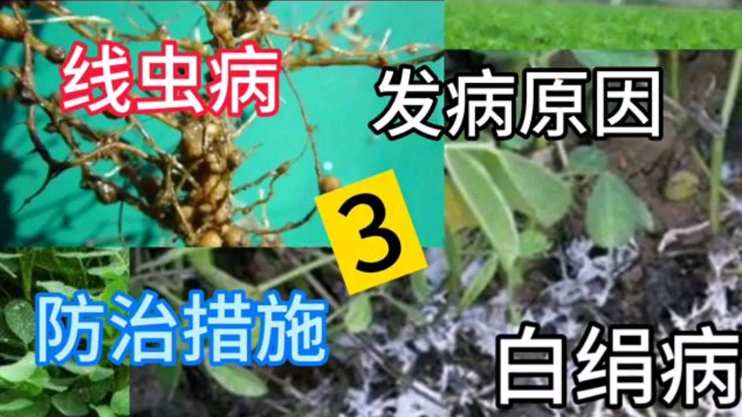 线虫病和白绢病的发病原因及防治措施