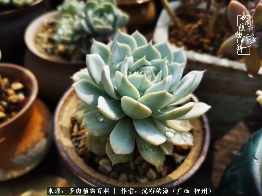 细数25种最省心最好养的多肉品种,露养家养随便养!