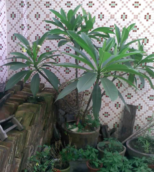 鸡蛋花在室内怎么摆放?