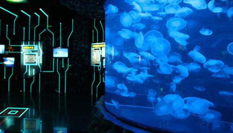 北京海洋馆:全世界最大的内陆水族馆,学习海洋知识的好去处,水母