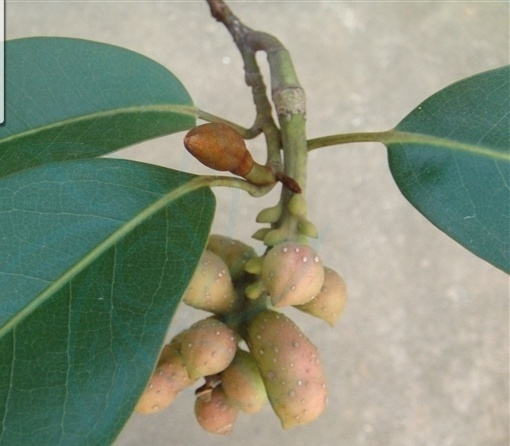 阔瓣含笑知识免费科普,看一看你了解多少?