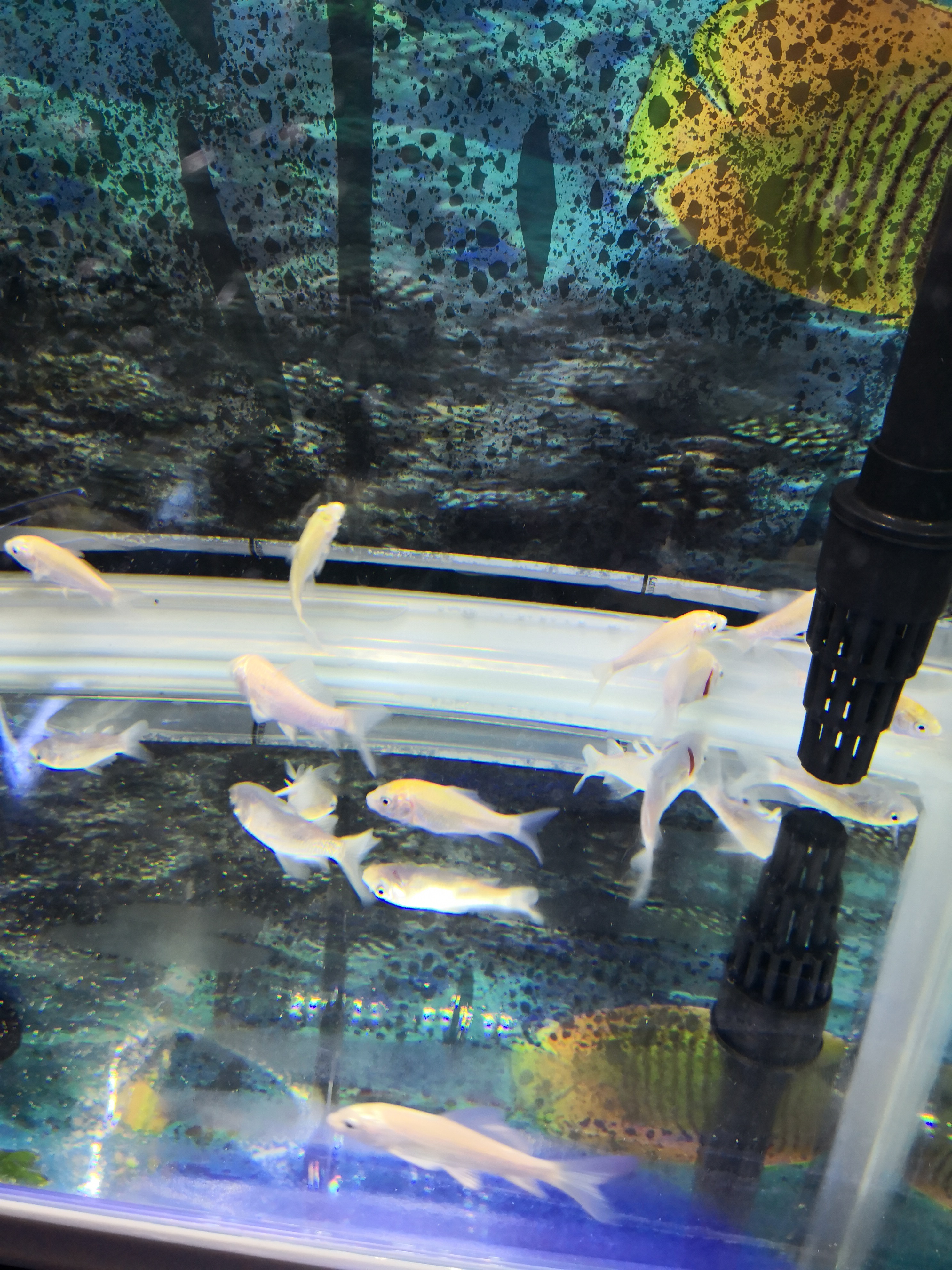 蝴蝶鲤小苗成长记