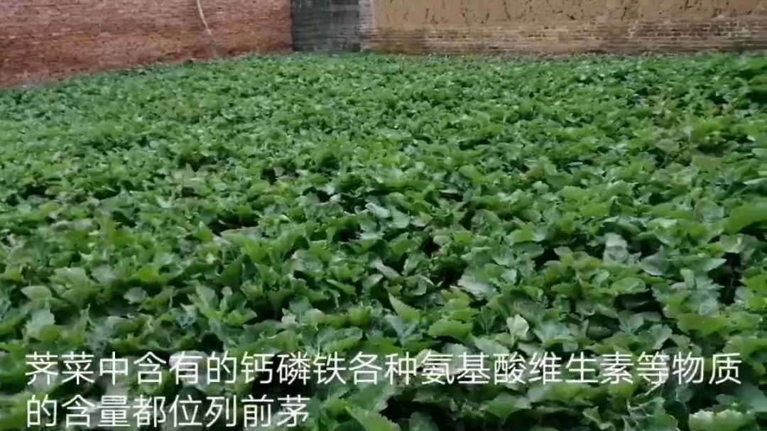 春天来了,农村老家新鲜的野生荠菜到底怎么吃的呢?一起看看吧