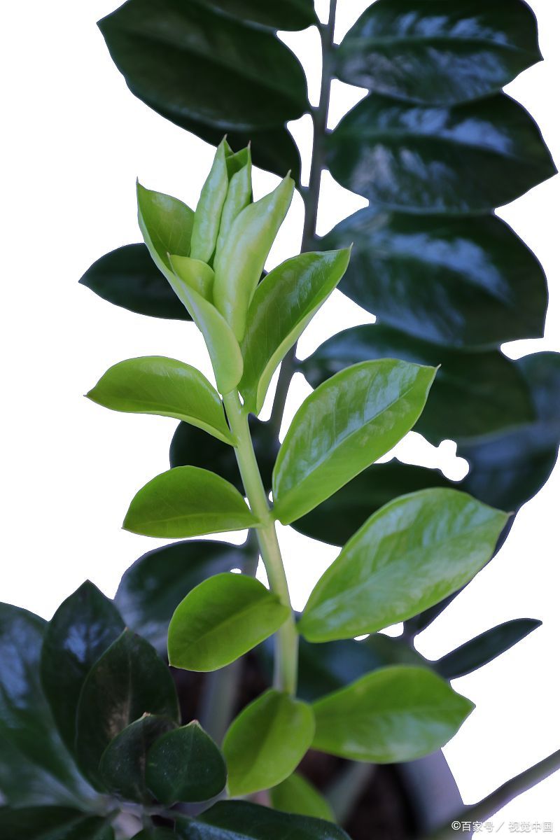 非洲茉莉扦插繁殖方法