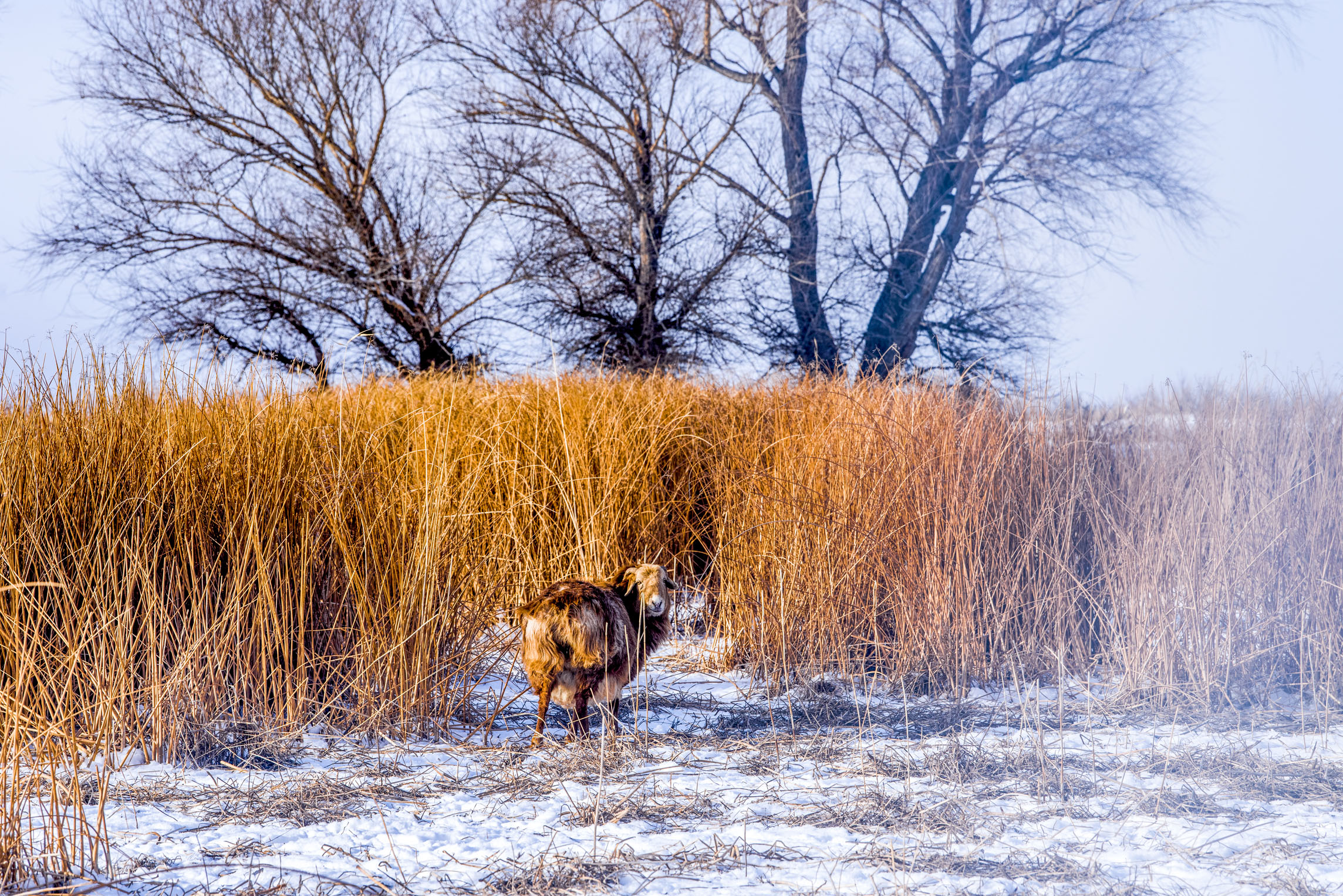 1943年属什么生肖 1943年属什么生肖什么命