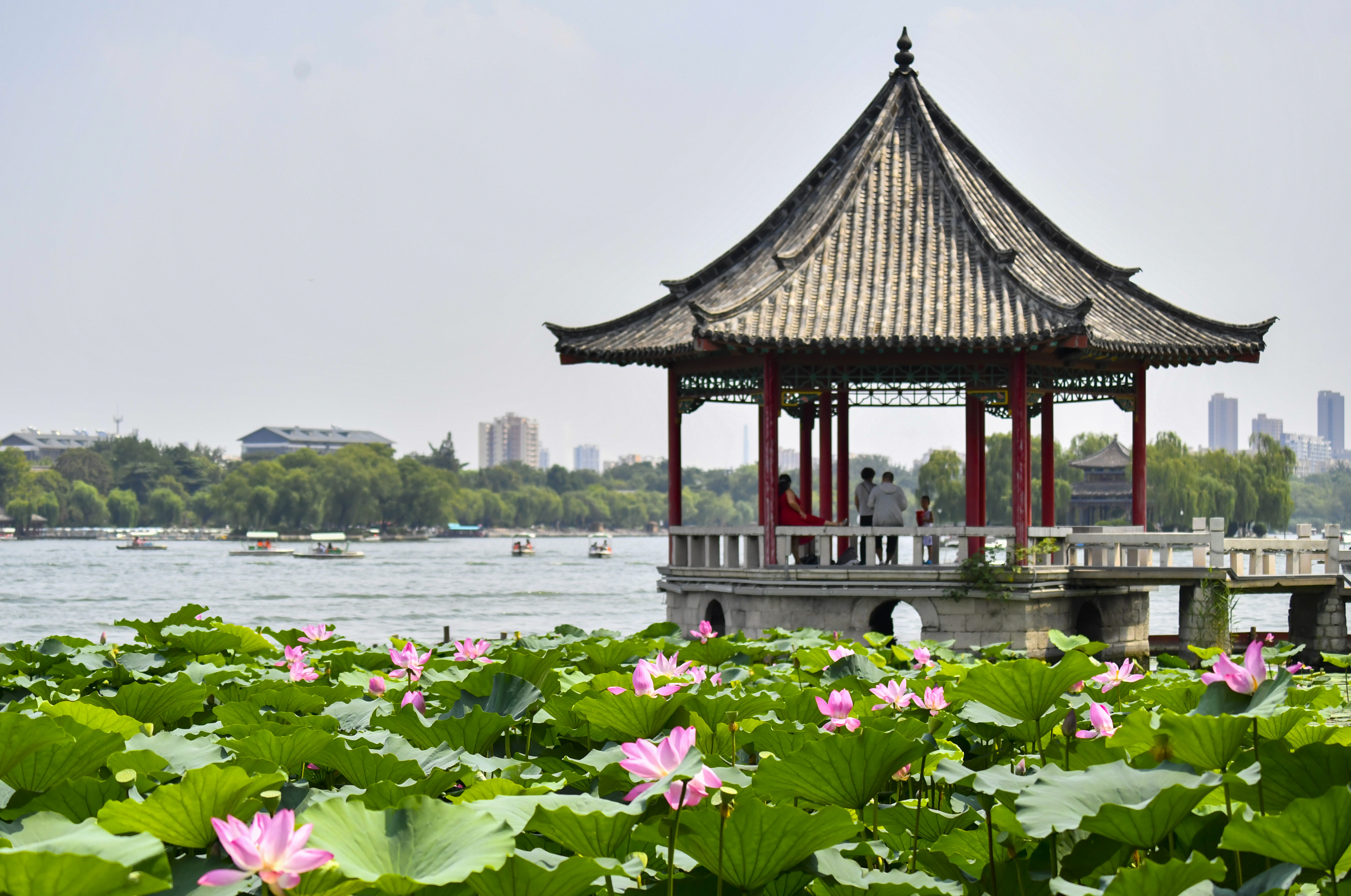 济南大明湖:荷花盛开正当时