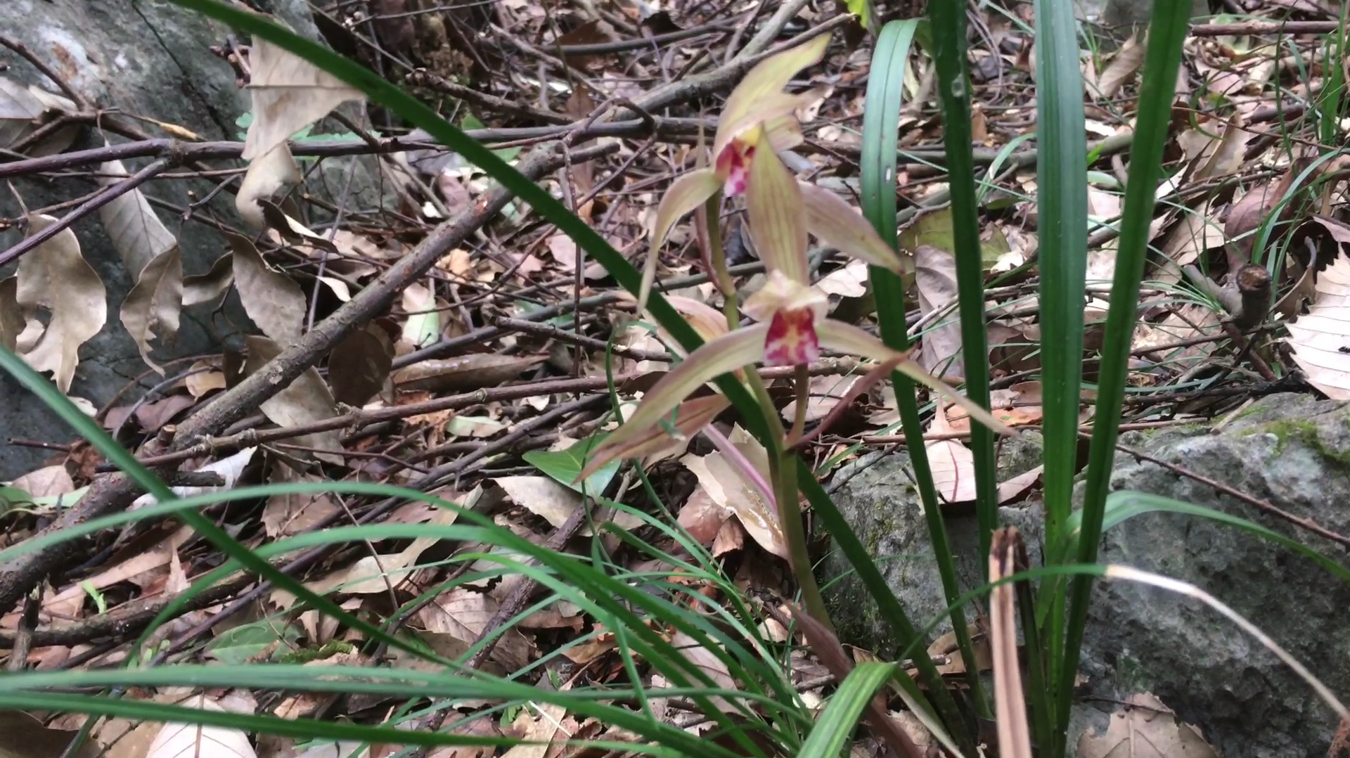小兰带朋友们上山看野生兰花,花有多种颜色,太好看啦