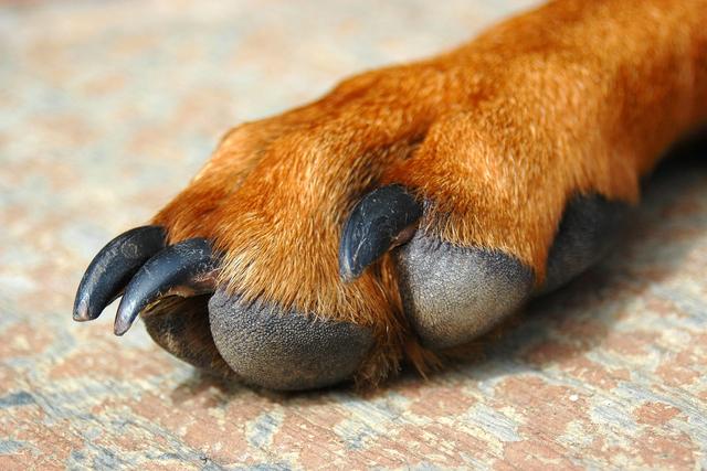 狗狗的爪子并不是永远健康,当出现异常时要注意,看看爪子怎么了