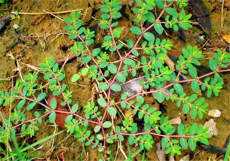农村有种流出白色"奶"的植物,是女性的"救命草",认识吗?
