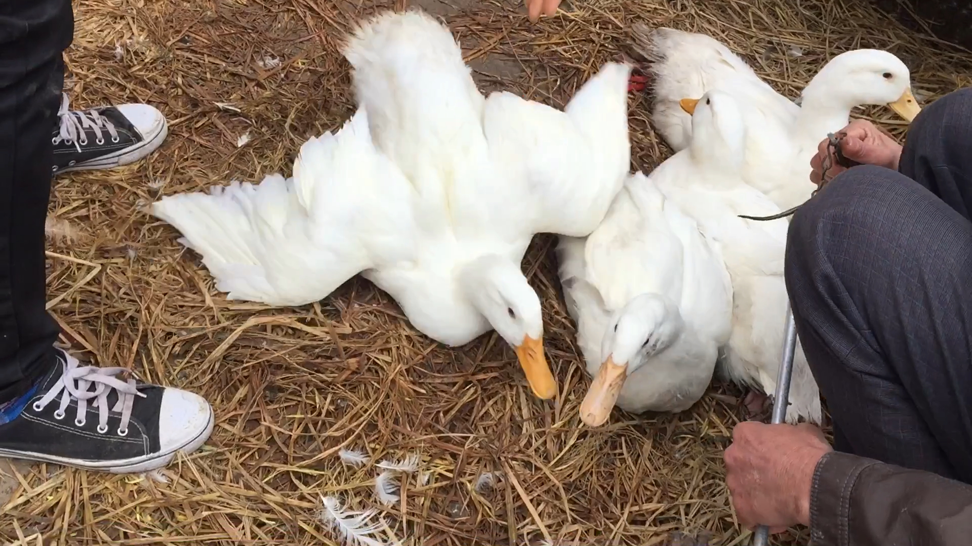 4元一斤大白鸭,小兰买三只90元,你们说贵吗