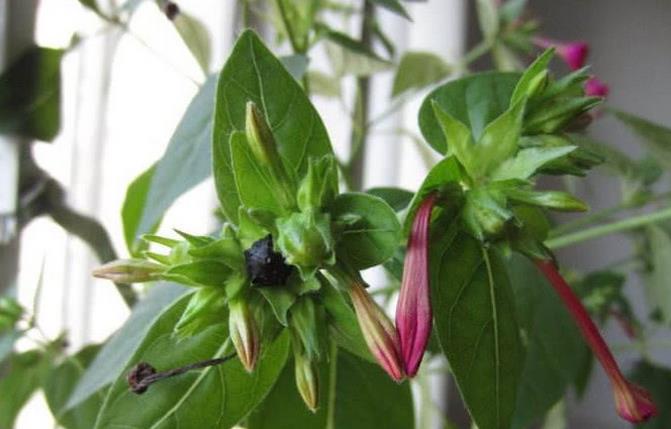 农村这种野花叫做"地雷花",根茎可入药价值高,遇见一定要珍惜