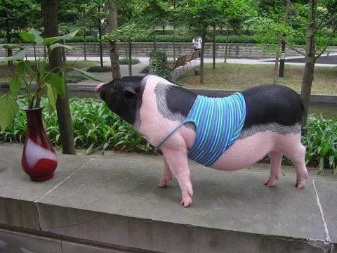 这奇葩事总是会雷到人忍不住笑出猪声,这小猪让家人接回家会不会直接