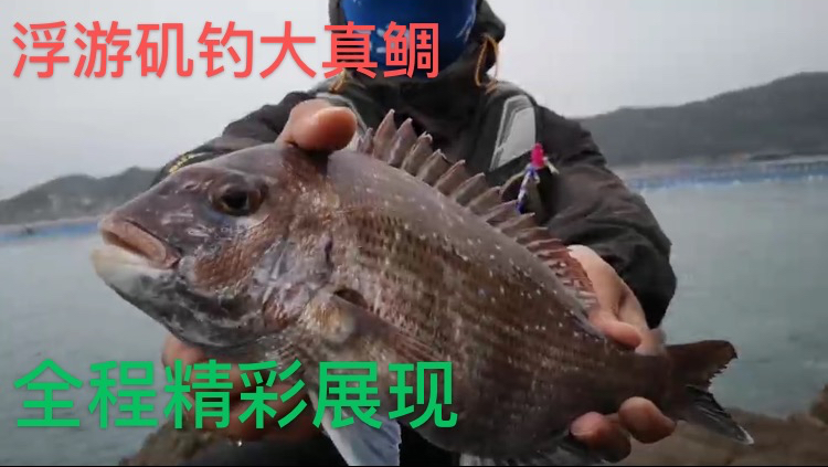 阿维前往海上牧场矶钓收获一尾大真鲷,众人围观全程记录太刺激了